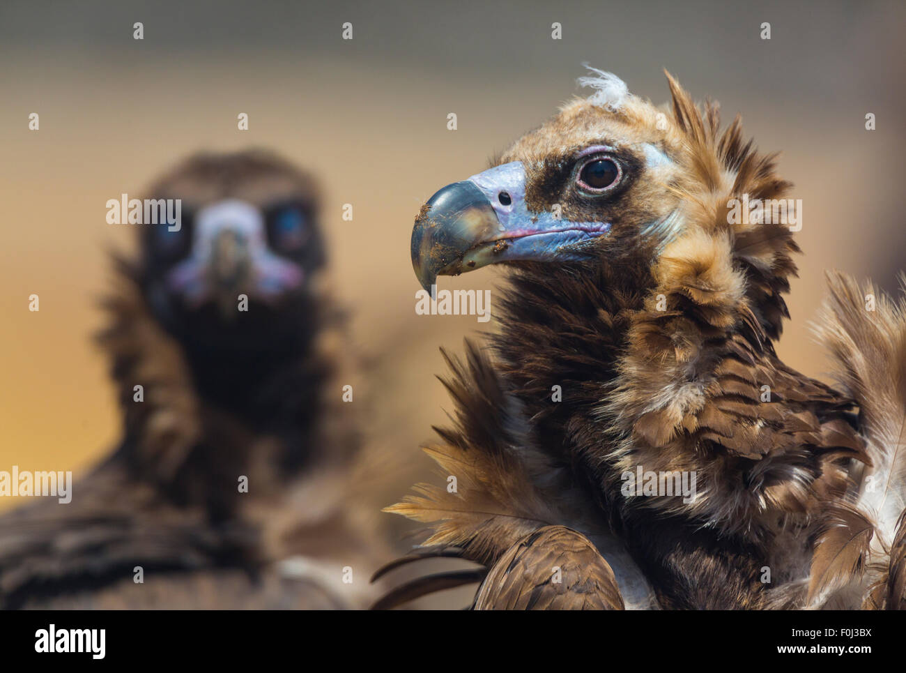 Unione avvoltoio nero (Aegypius monachus) ritratto di due uccelli, Campanarios de Azaba riserva biologica, un rewilding area Europa, Salamanca, Castilla y Leon, Spagna Foto Stock