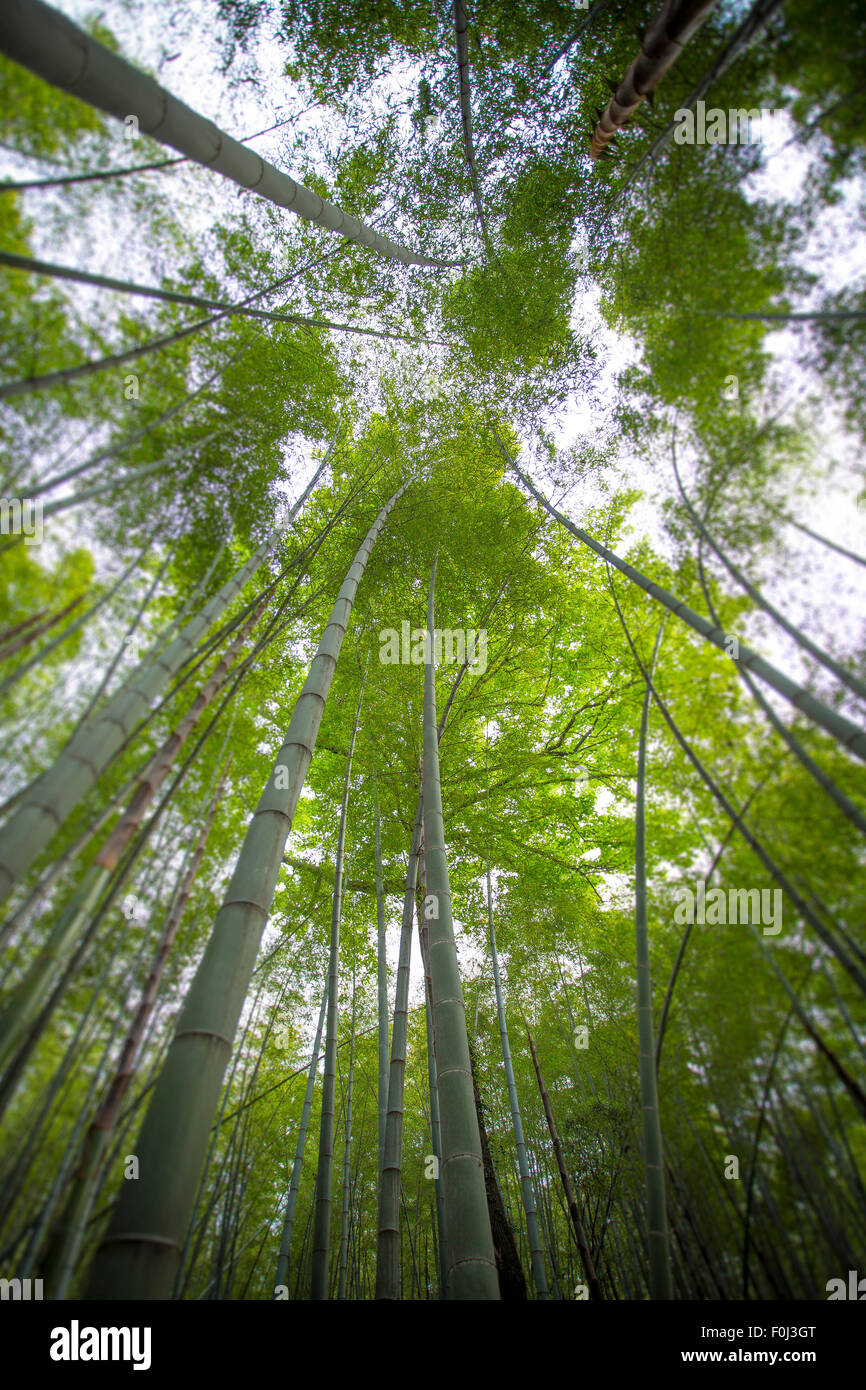 Sole che splende attraverso una foresta di lunghi e sottili di alberi di bambù vicino a Hangzhou nella provincia dello Zhejiang in Cina. Foto Stock