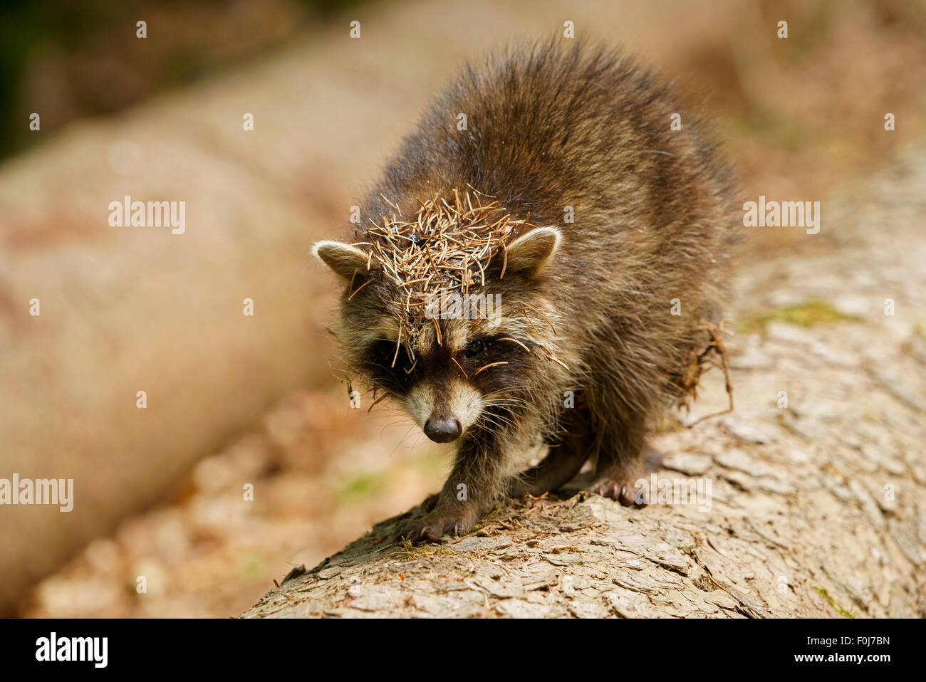 Raccoon (Procione lotor), Hesse, Germania Foto Stock
