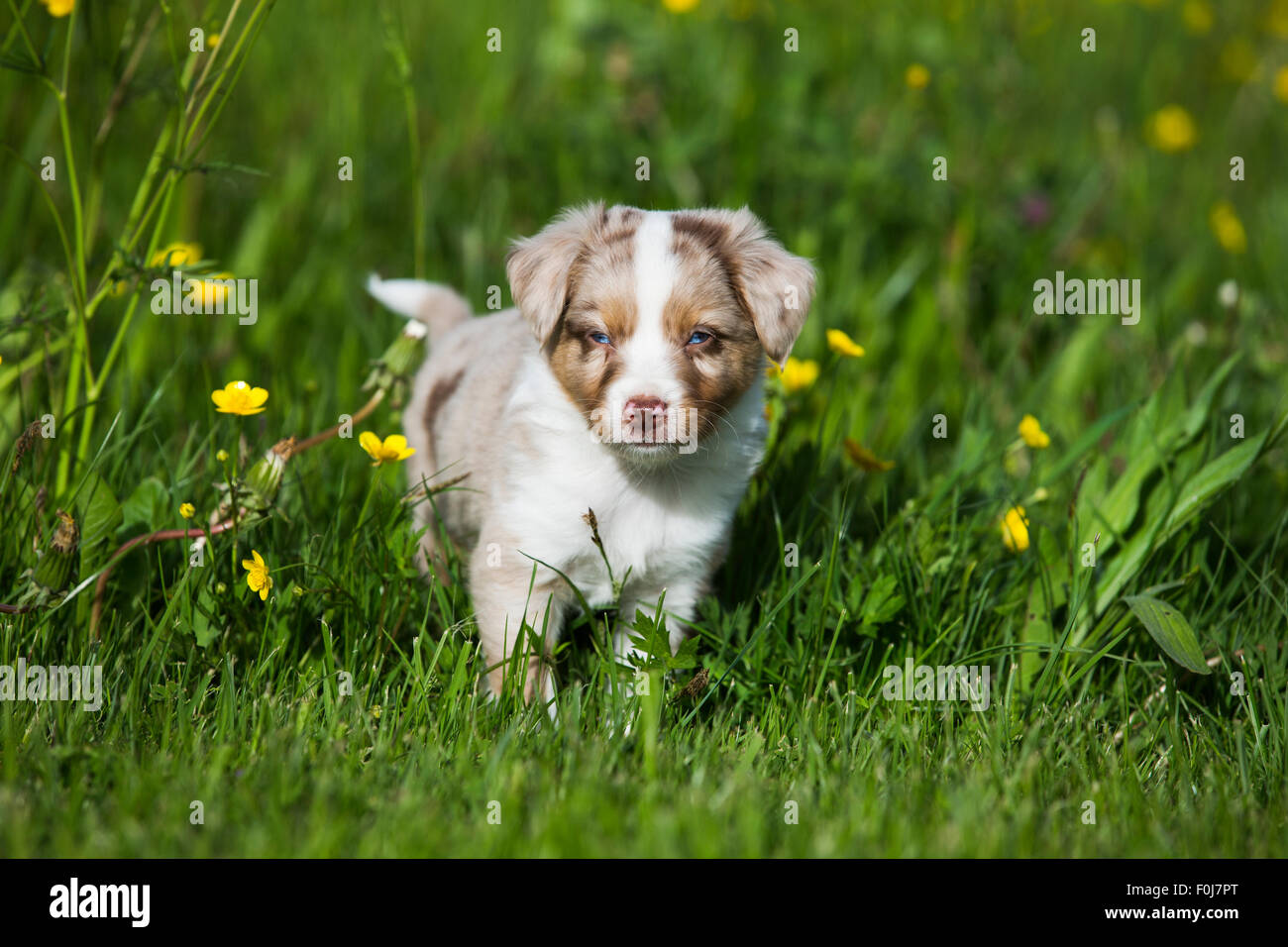 Miniatura pastore americano o miniaturizzati pastore australiano o Mini Aussie cucciolo, Red Merle, nel prato di fiori Foto Stock