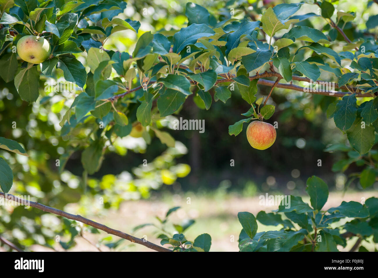 Apple rosso verde sul ramo di albero al di fuori della messa a fuoco lo sfondo Foto Stock