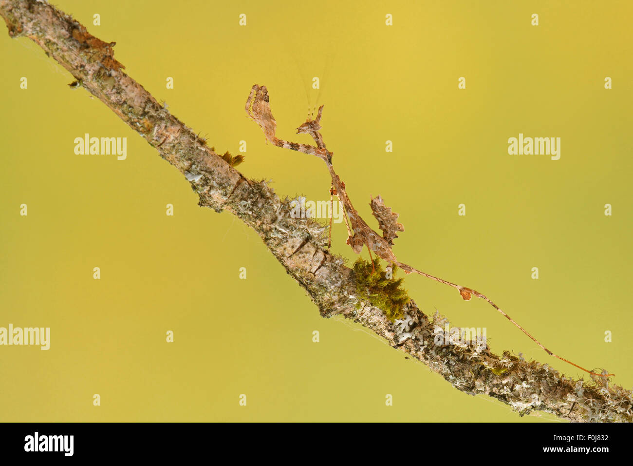 Ornato mantis (Gongylus gongylodes), Sud-est asiatico, captive Foto Stock