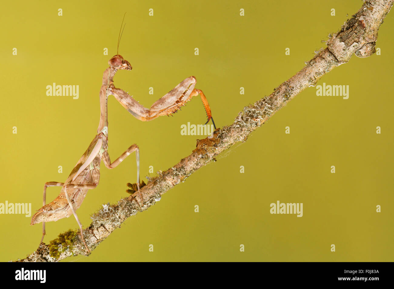 Criptico mantis (Sibylla pretiosa), Africa Orientale, captive Foto Stock