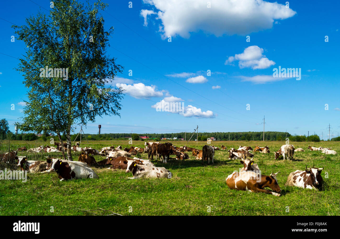 Mandria cortex poggia su erba verde su sfondo blu cielo Foto Stock