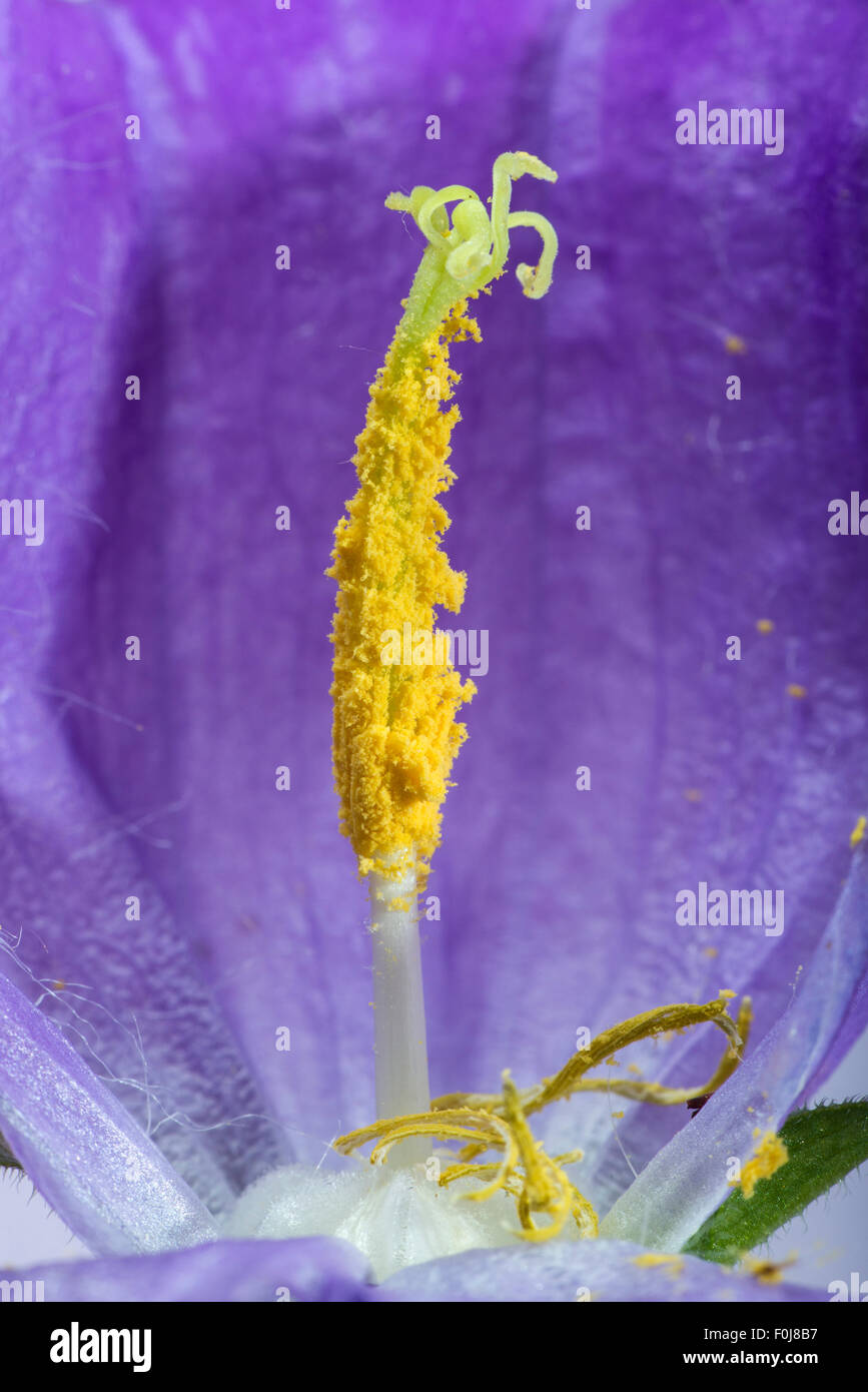 Fiore violaceo blossom. Close up macro shot Foto Stock