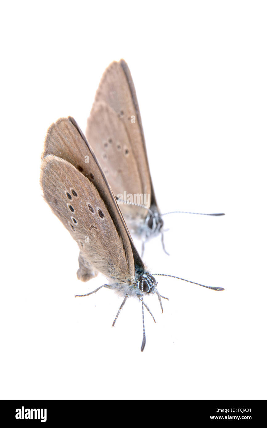 Due farfalle marrone isolata su uno sfondo nero Foto Stock