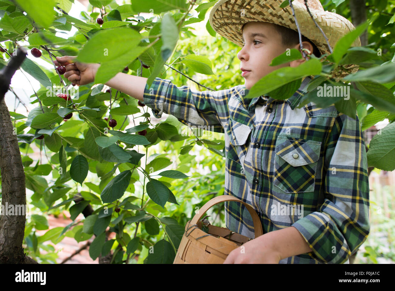Bambino la raccolta di marasche su un albero. Foto Stock