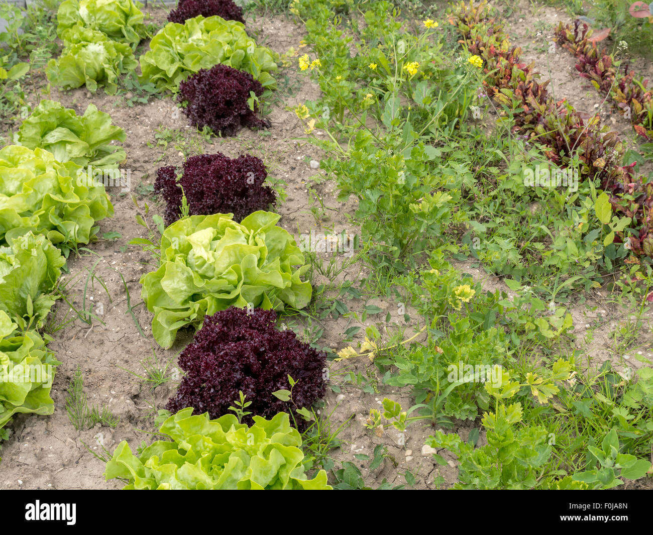 Fila di verde e rosso e lattuga in crescita su patch da giardino Foto Stock
