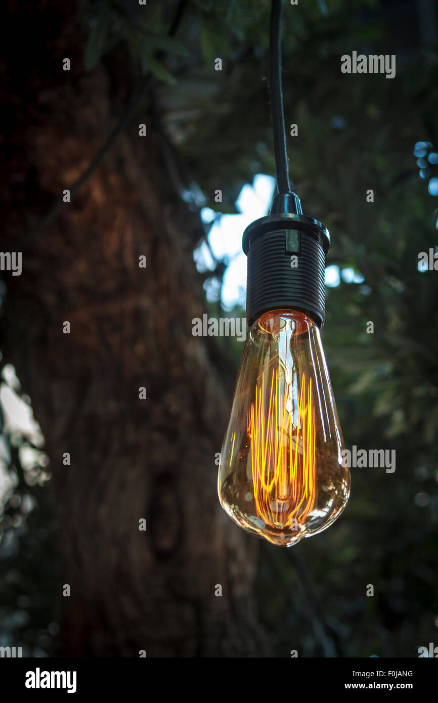 Singolo decorativi in stile Edison lampadina appesa in un albero Foto Stock