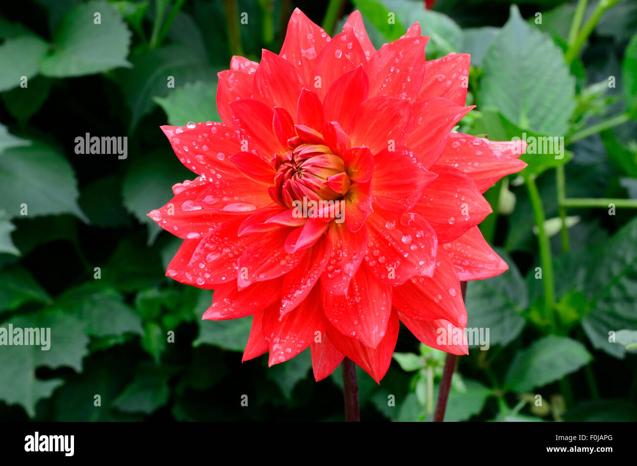 Le gocce di pioggia sul rosso Fiore Dahlia Taratahi Ruby ninfea Foto Stock