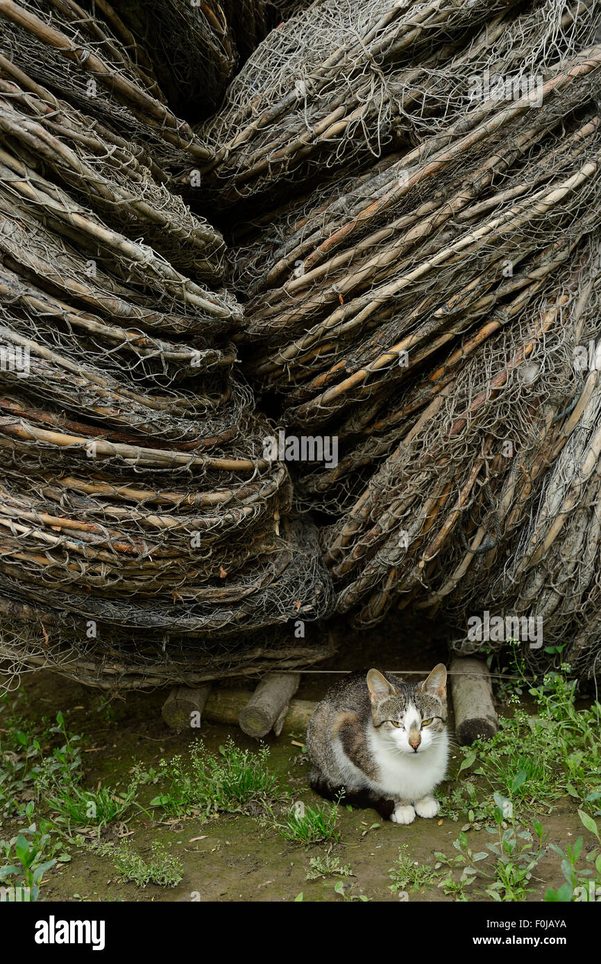 Il gatto domestico tra gli attrezzi da pesca, Crisan, delta del Danubio area rewilding, Romania Foto Stock