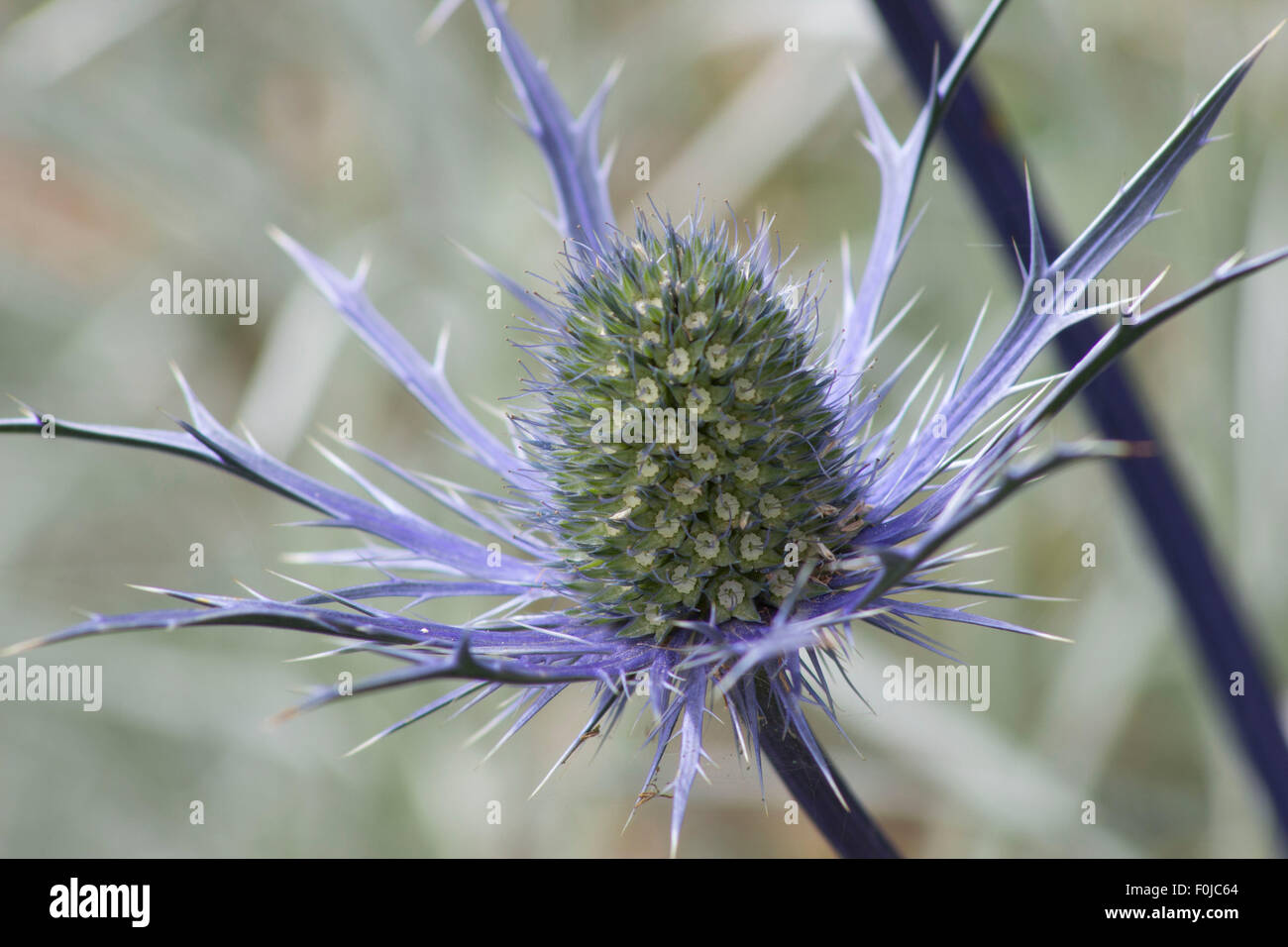 Blue thorn/flower (Eyrngium Zabelli) Foto Stock