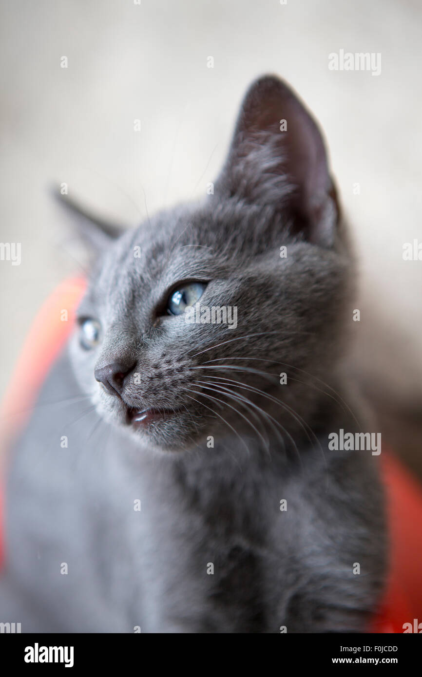 Curioso wide eyed gattino fissando la telecamera con sfondo sfocato Foto Stock