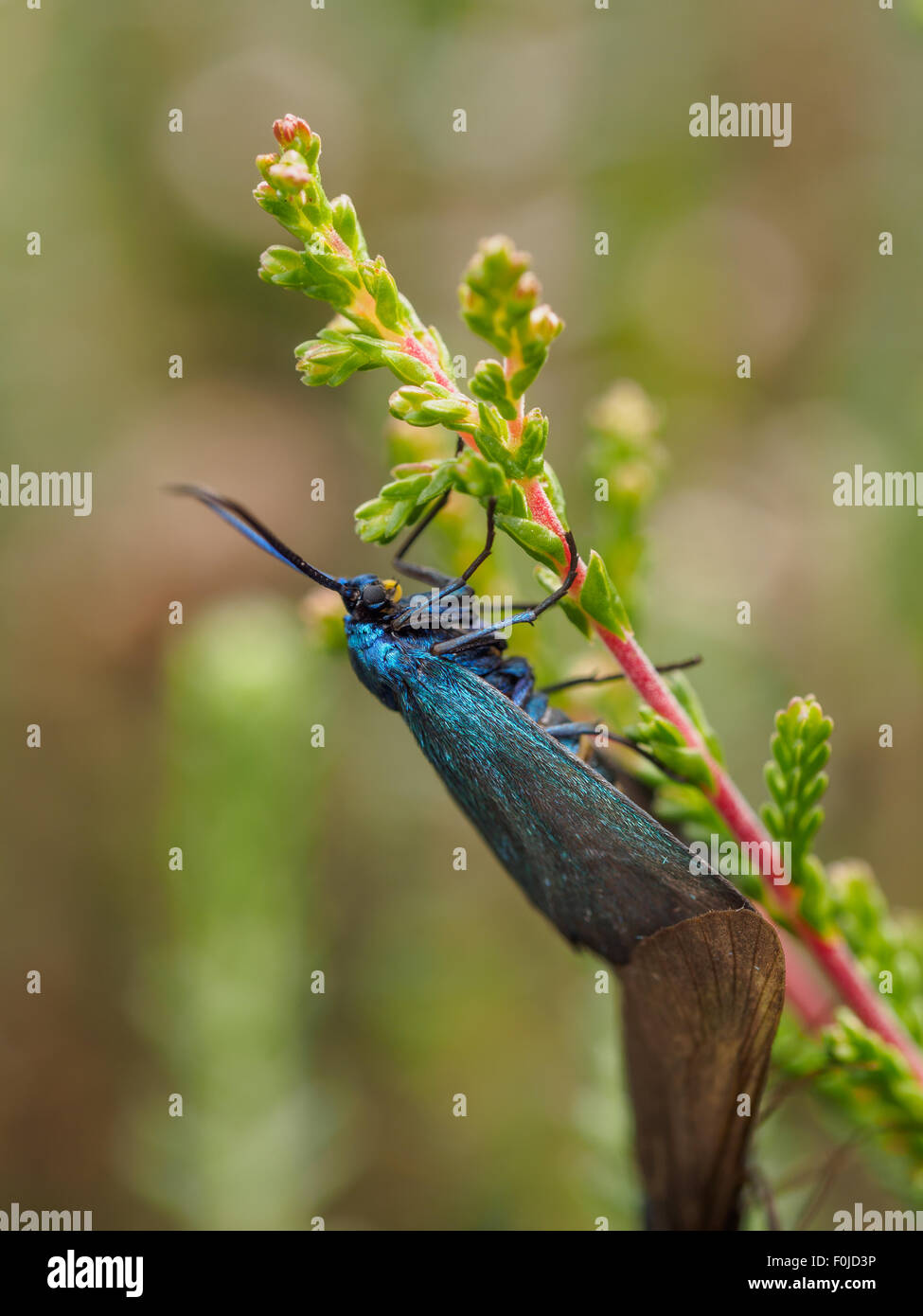 Macro di un blu falena feathery come insetto con antenne Foto Stock