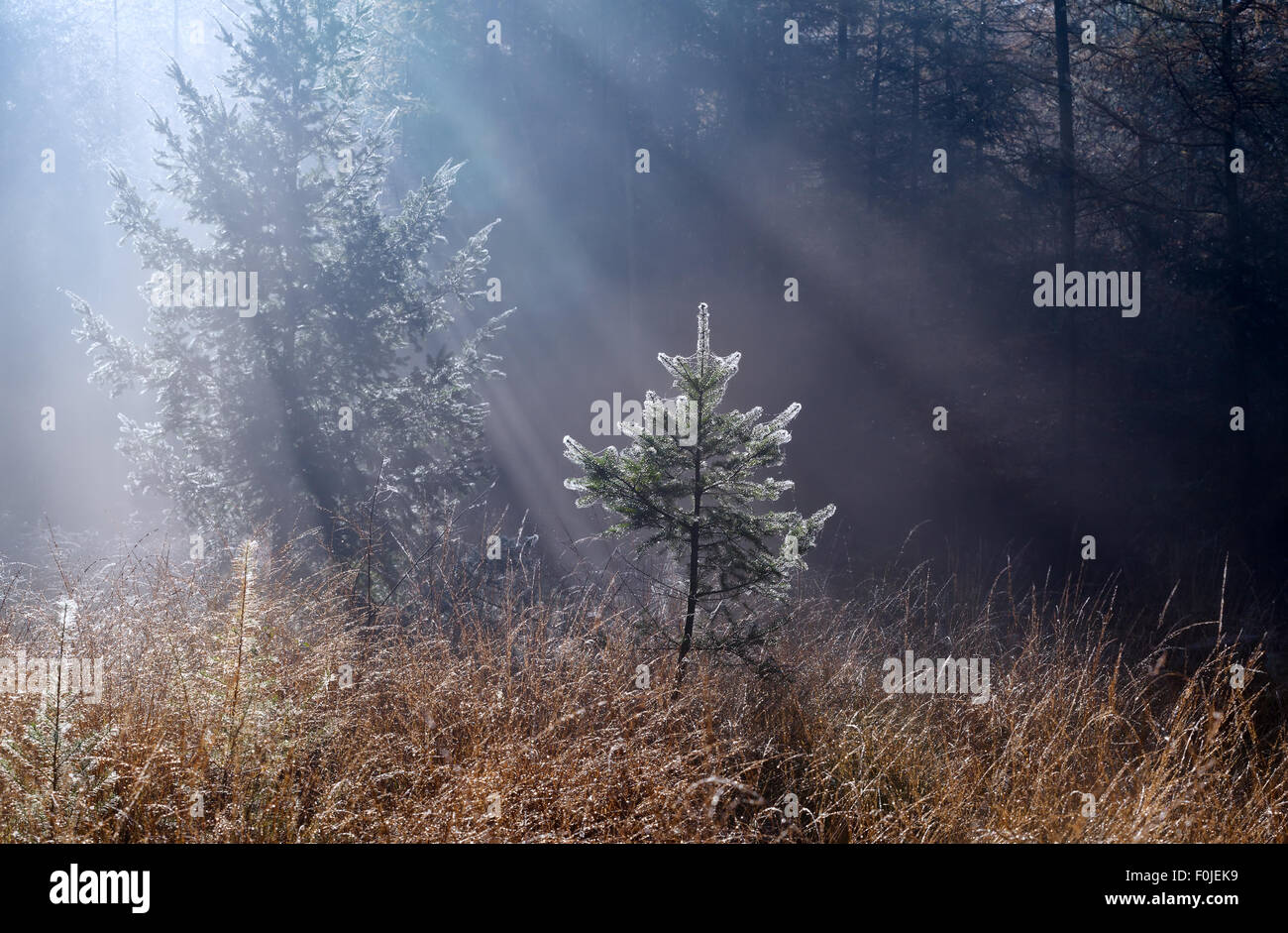 Raggi di sole del mattino nella nebbia foresta di autunno Foto Stock