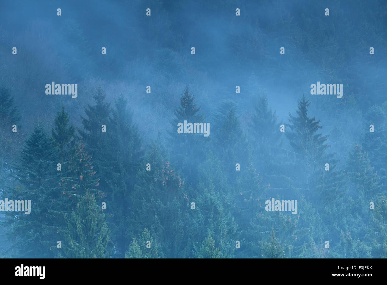 Nebbia foreste di abete rosso in montagna, Germania Foto Stock