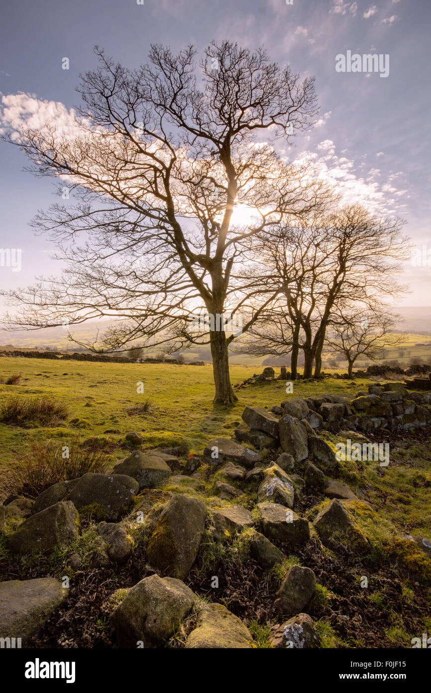 La luce del sole che splende attraverso albero, Peak District, Inghilterra Foto Stock