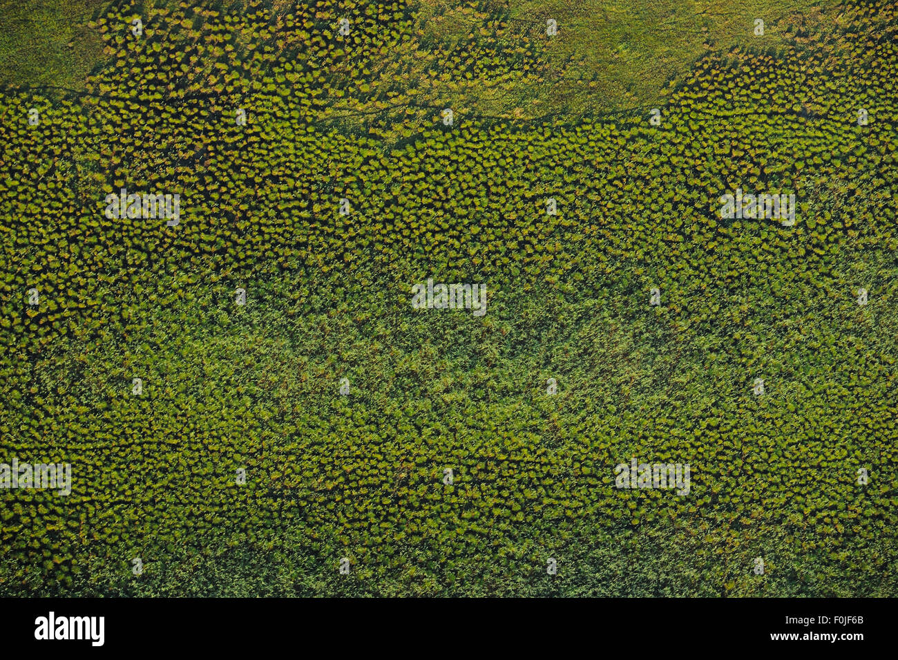 Veduta aerea del delta del Danubio area rewilding, Romania, Giugno 2012 Foto Stock