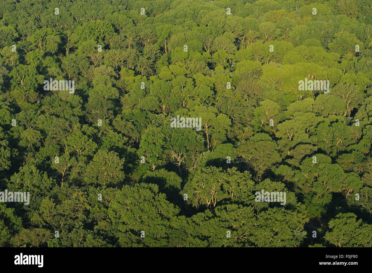 Veduta aerea della foresta Letea, delta del Danubio area rewilding, Romania, Giugno 2012 Foto Stock