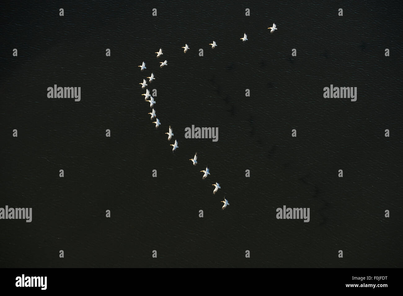Bianco orientale pellicani (Pelecanus onocrotalus), vista aerea del gregge volando sul delta del Danubio rewilding area, Romania, Giugno 2012 Foto Stock
