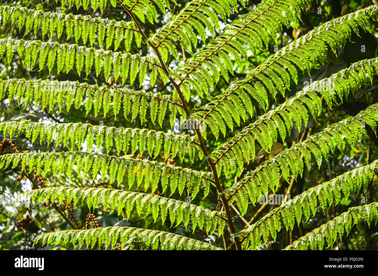 Reticolo del foglio Foto Stock