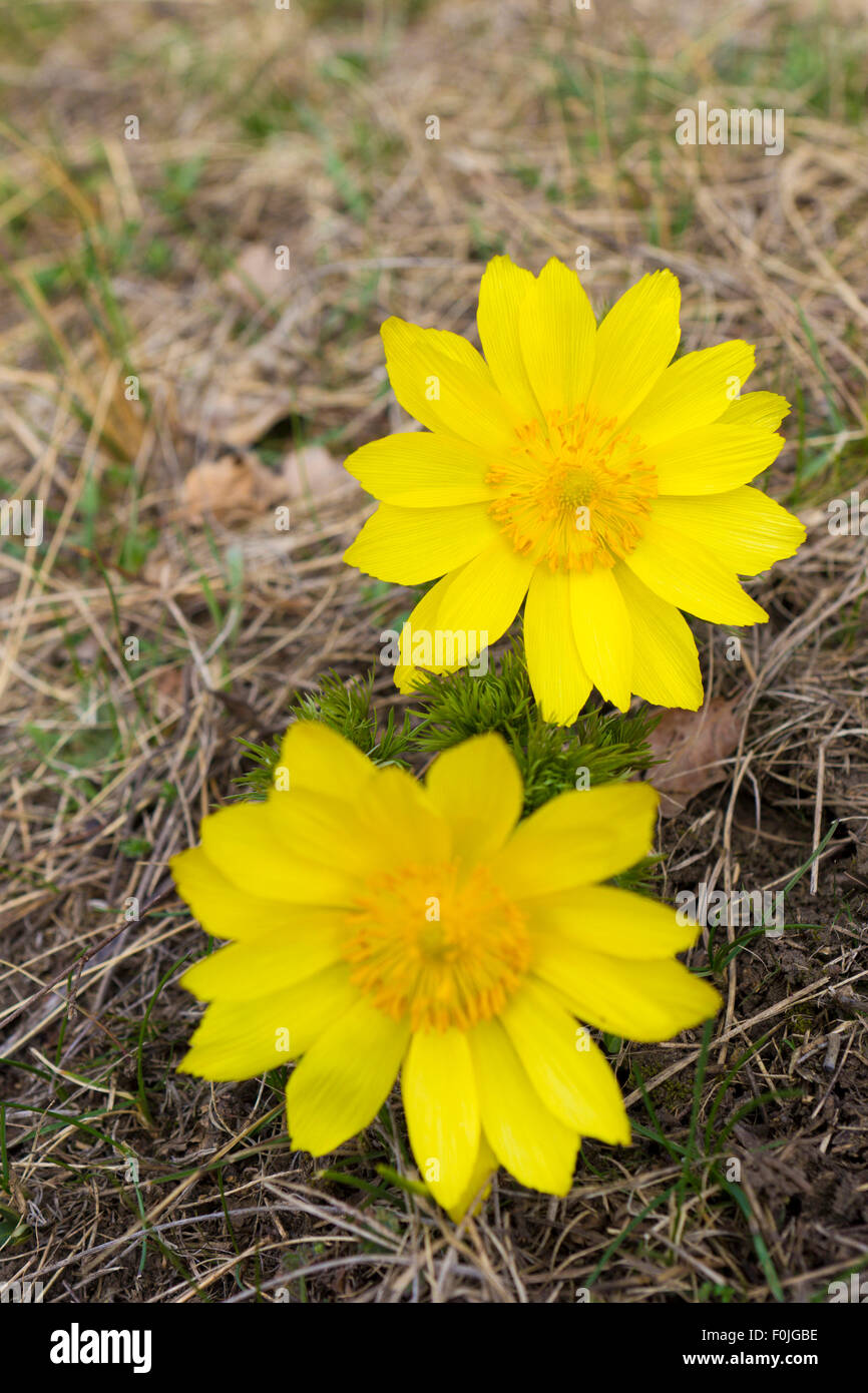 Due fiori gialli isolati su erba secca sfondo Foto Stock