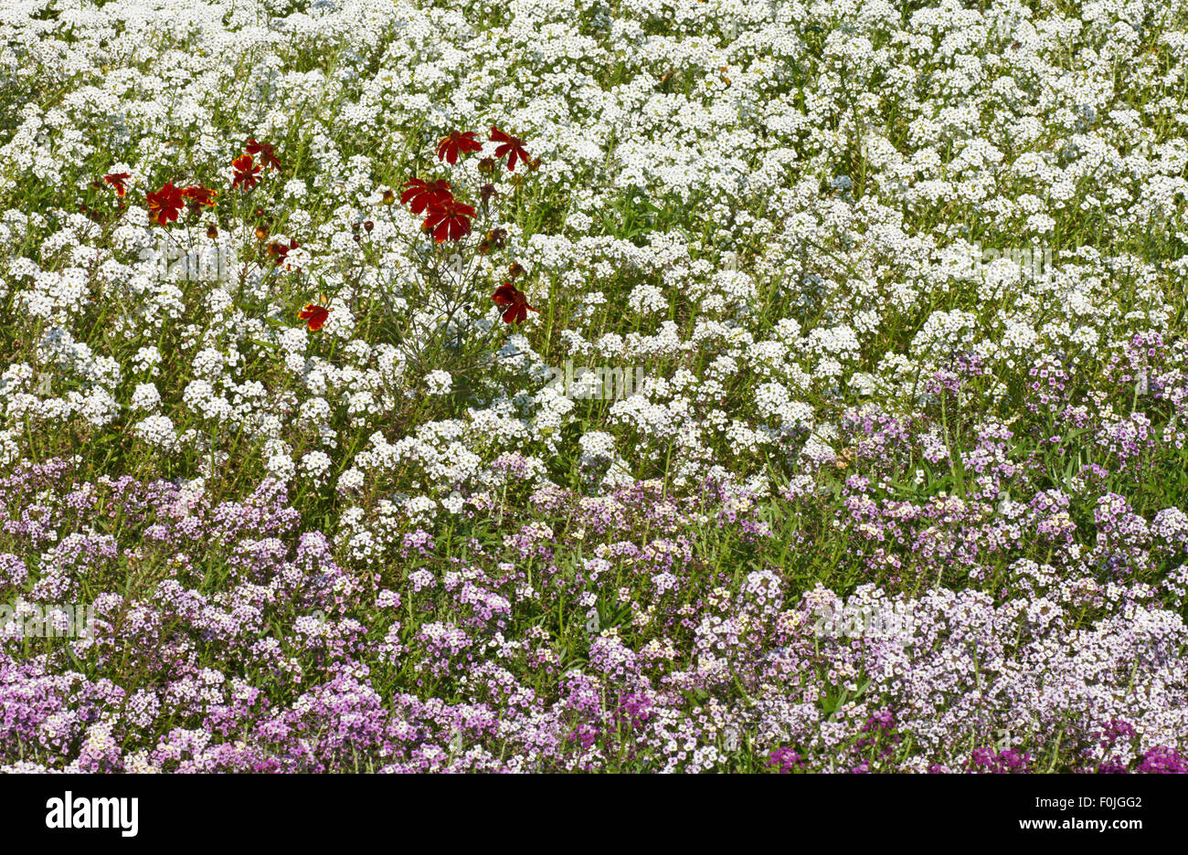 Aiuola di fiori nel giardino in estate Foto Stock