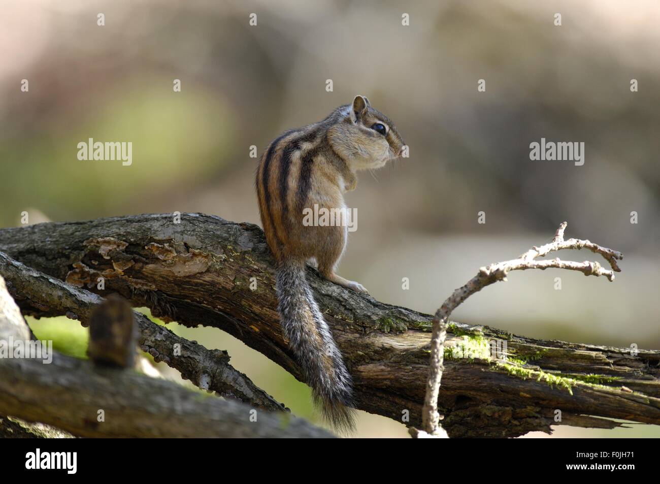 Siberiano selvatici Scoiattolo striado (Eutamias sibiricus - Tamias sibiricus) in piedi su un ramo morto Foto Stock