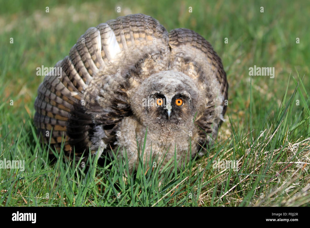 Un naturale, Wild Long-eared Owlet (Asio otus) verticale. Il display mostra la postura. Prese nell'Angus Glens, Scotland, Regno Unito. Foto Stock