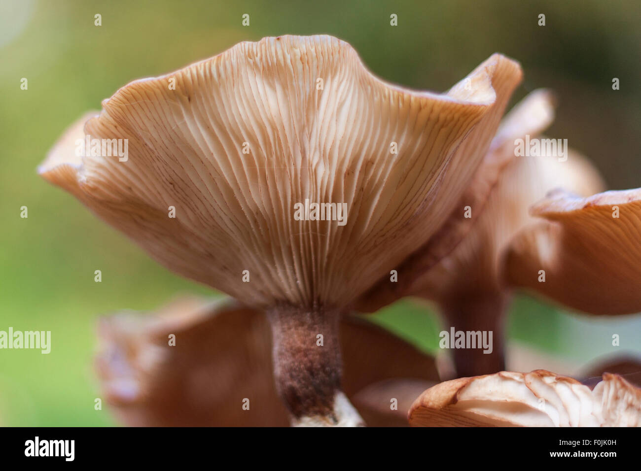 Tromba (Chanterelle Cantharellus tubaeformis), Bedgebury Pinetum nazionale & Forest, Goudhurst, England, Regno Unito Foto Stock
