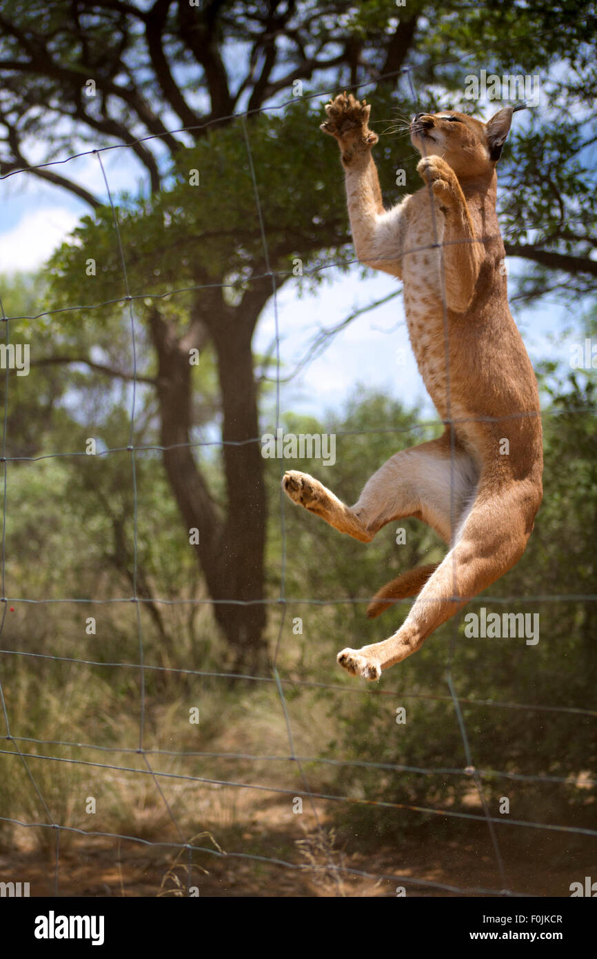 African gatti selvatici jumping per la cattura di carne nella bussola della Namibia. Foto Stock