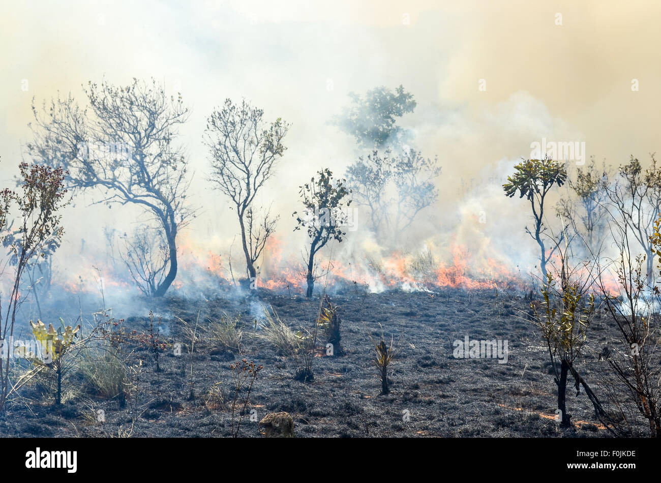 Masterizzazione di stoppie con incendi controllati in una riserva in Camerun Foto Stock