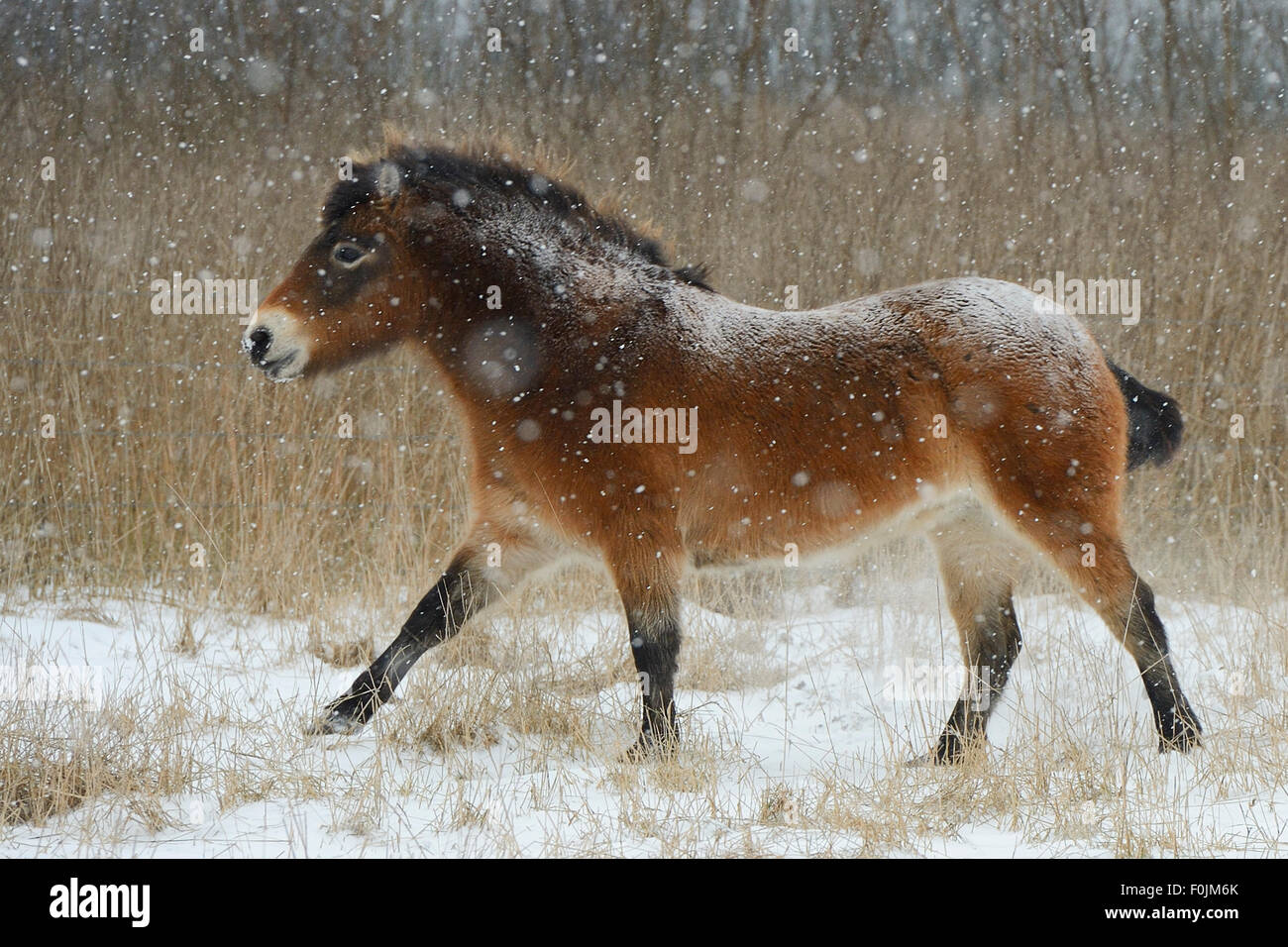 Exmoor pony nella neve, (Equus caballus) uro sito di riproduzione gestito dalla Fondazione Taurus, Keent Riserva Naturale, Paesi Bassi. Foto Stock