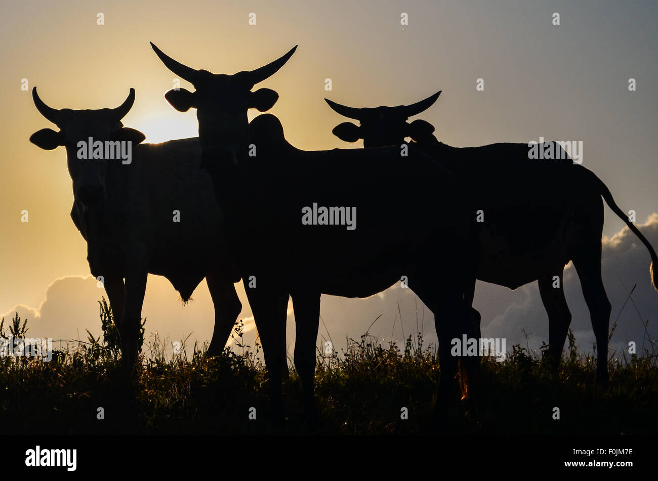 Vacche sulla sommità della collina Sagba, sul Bamenda ring road, Camerun Foto Stock