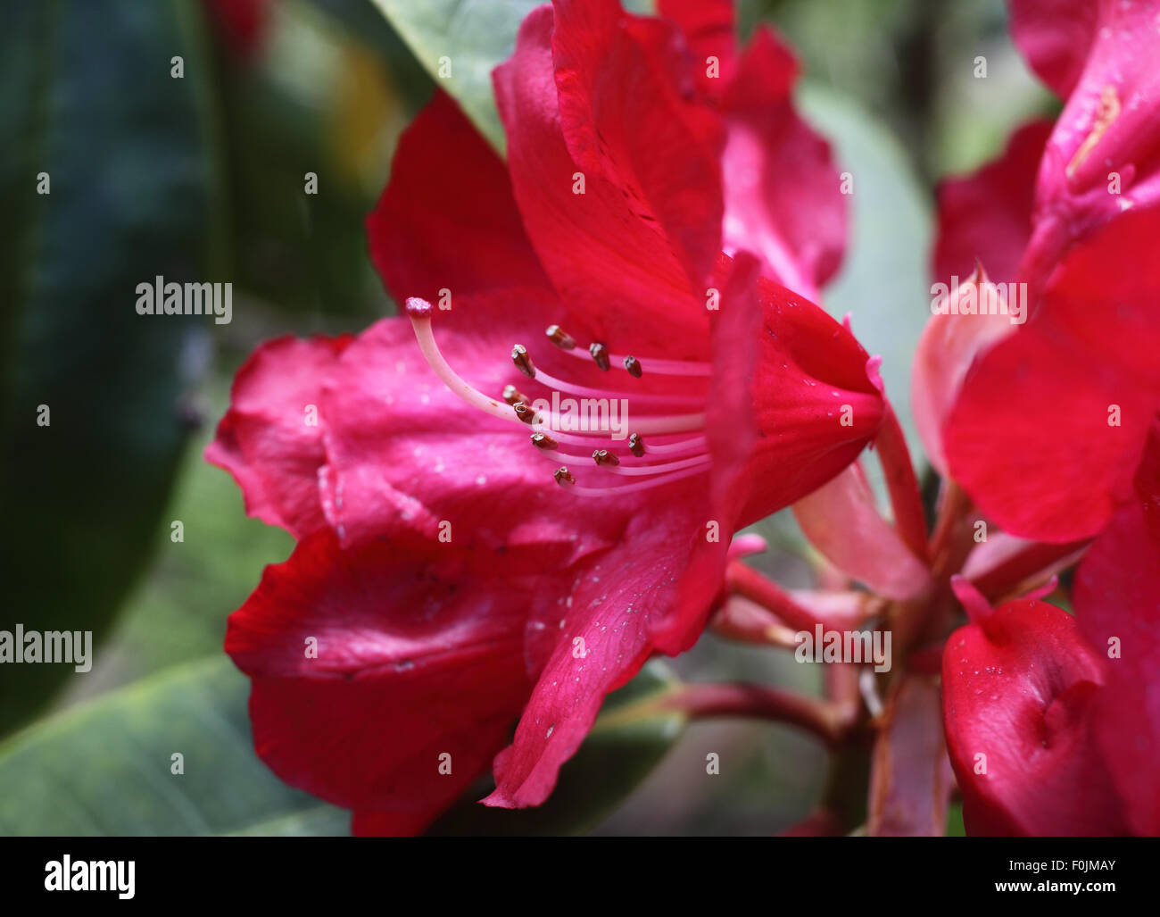Rhododendron mostra close up della stigmatizzazione e stami Foto Stock