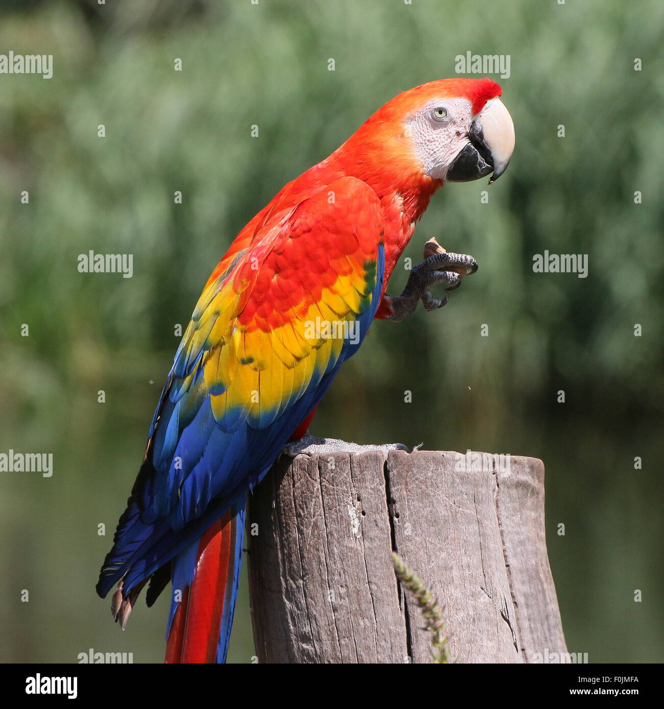 Sud Americana scarlet macaw (Ara macao) in posa su un palo. Visto di profilo, mangiando un dado Foto Stock