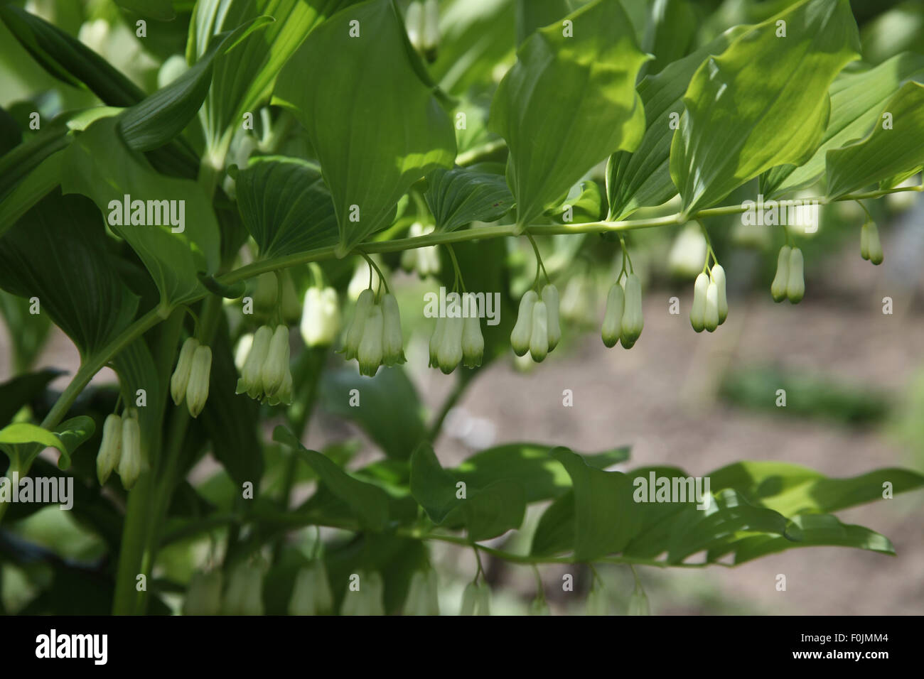 Polygonatum hirtum Solomans guarnizione stretta di fiori Foto Stock