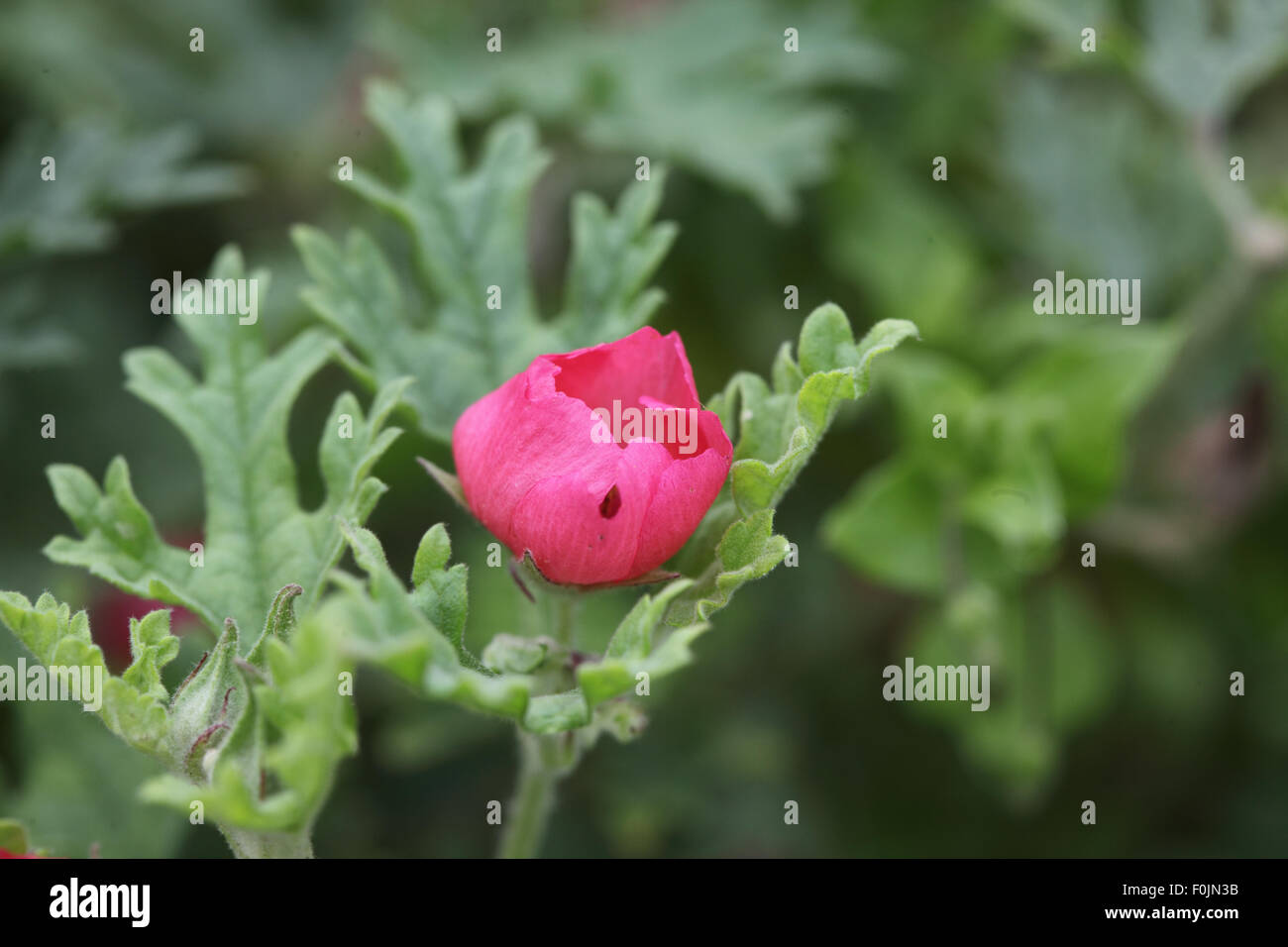 Sphaeralcea munroana 'Deep rosa' close up di fiore Foto Stock