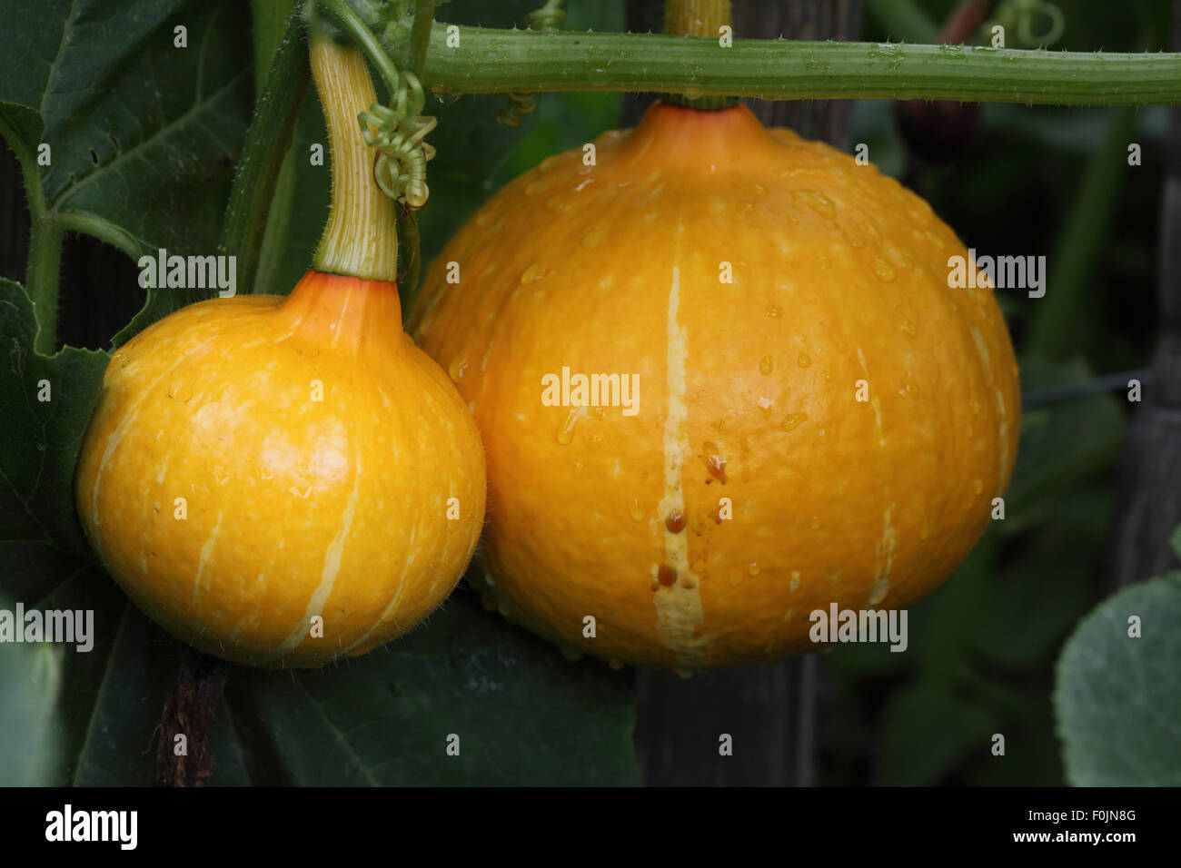 La Cucurbita maxima "Orange Queen' Squash vicino di frutta matura Foto Stock