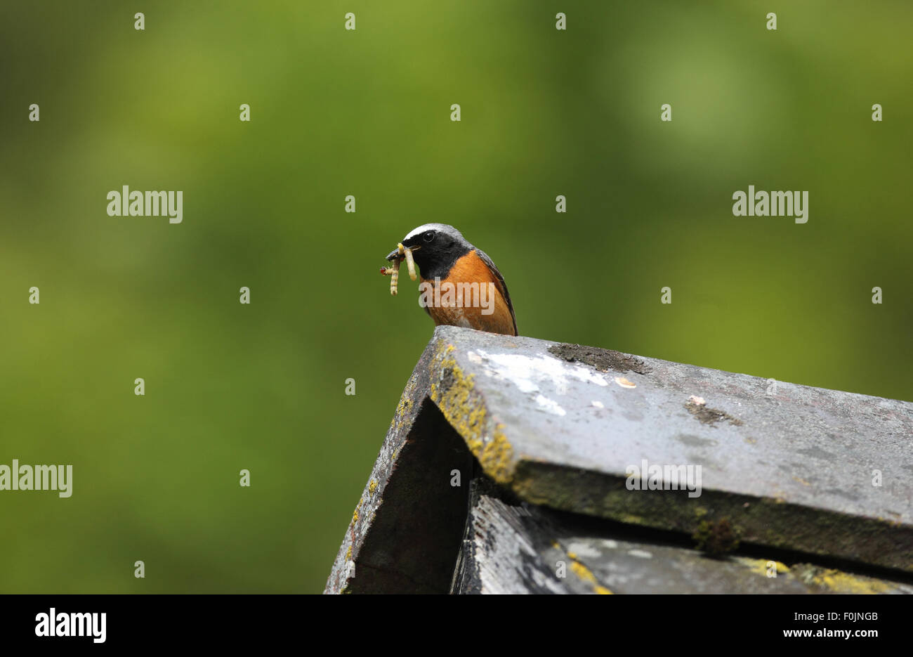 Redstart Phoenicurus phoenicurus maschio appollaiate sul tetto del granaio con beakful di caterpillers Foto Stock