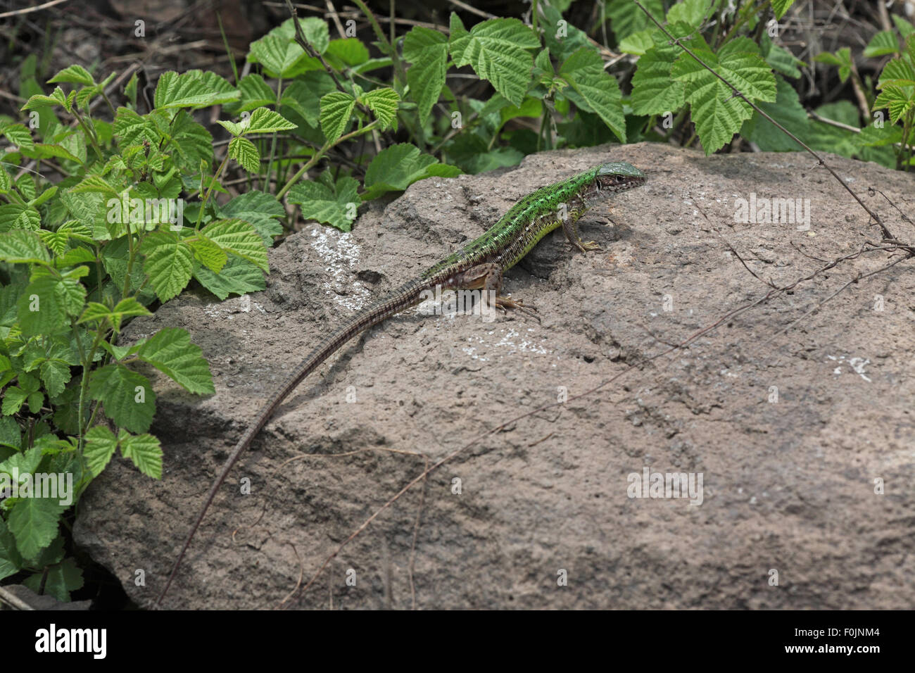 Ramarro Lacerta viridis femmina su roccia vista laterale Foto Stock