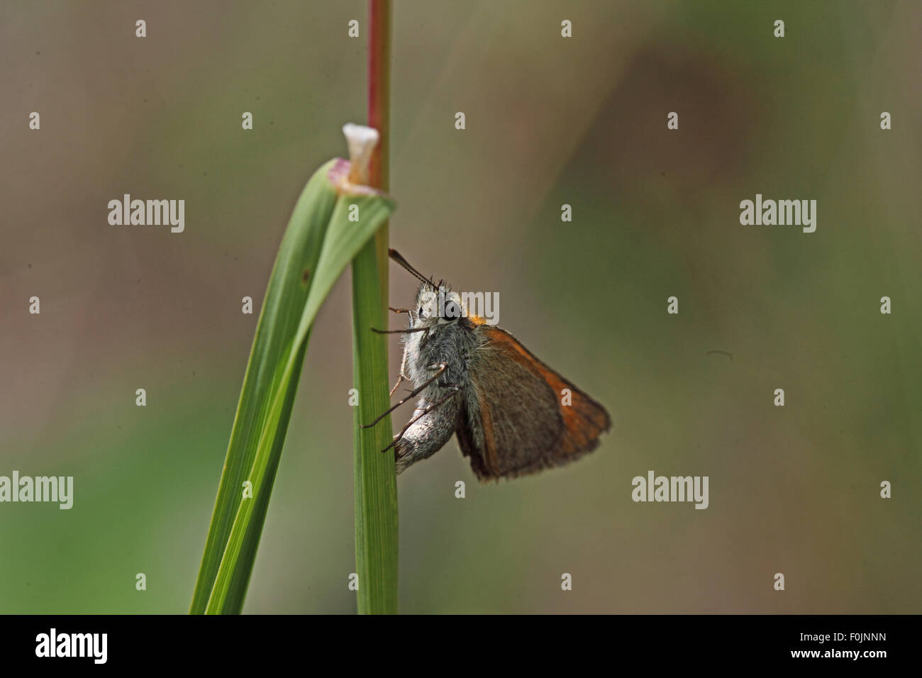 Piccola skipper Thymelicus sylvestris femmina uovo posa sulla levetta di erba Foto Stock