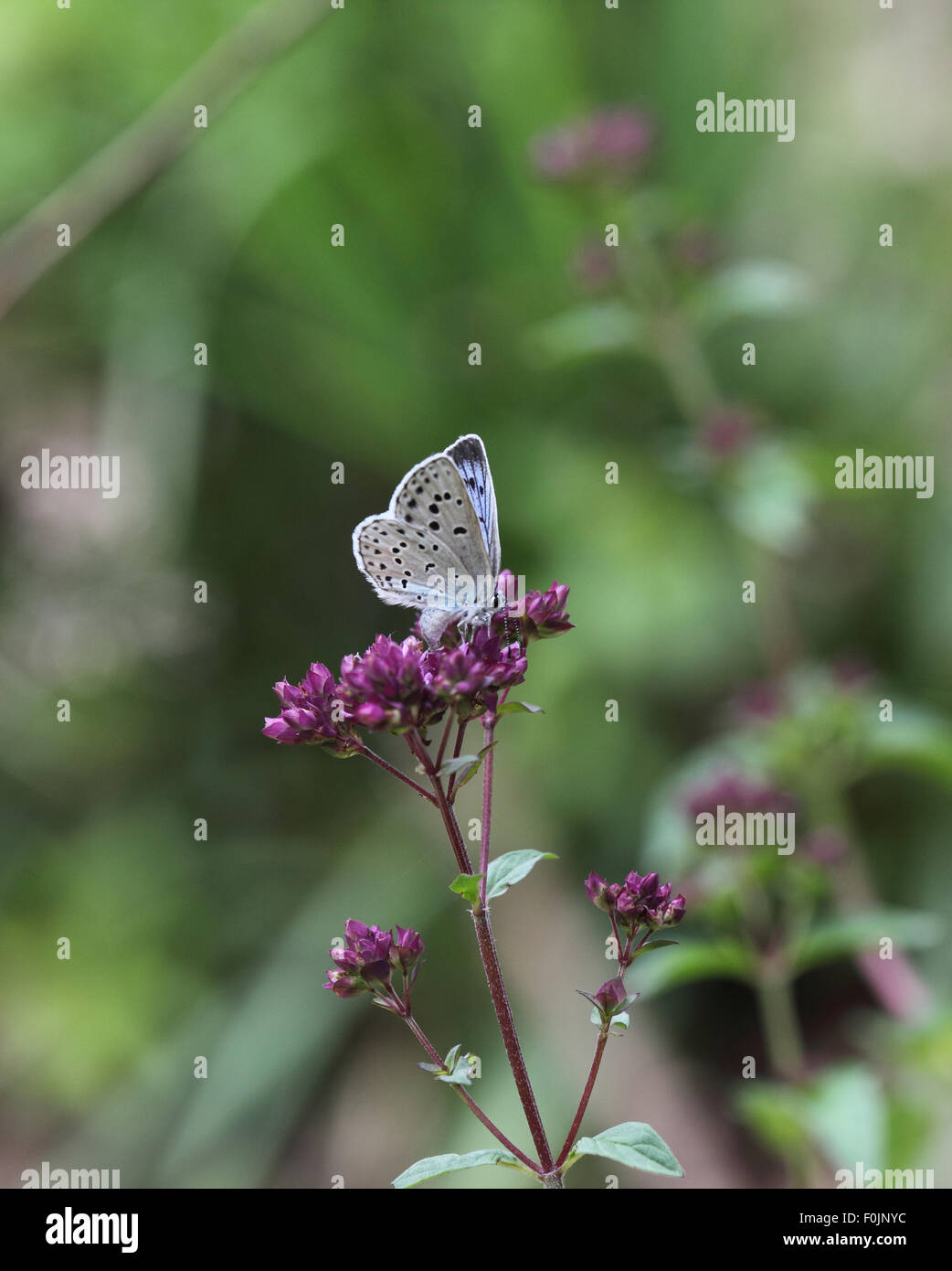 Grandi blu Maculinea arion femmina uovo che posa in maggiorana Foto Stock
