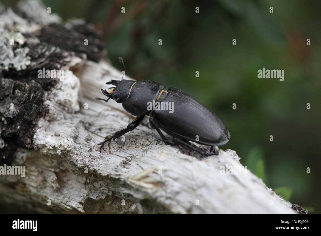 Stag beetle Lucanus cervus femmina in movimento lungo morti ramo di quercia Foto Stock