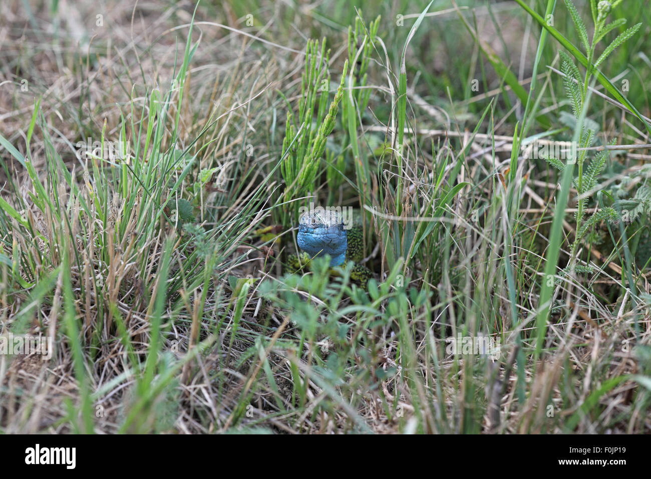 Lacerta viridis ramarro maschio maschio muovendosi attraverso erba lunga vista frontale Foto Stock