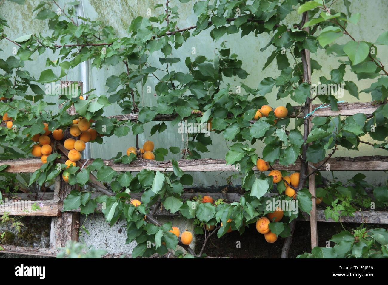 Prunus 'Tomcot'albicocca frutta maturazione sulla parete albero addestrato Foto Stock