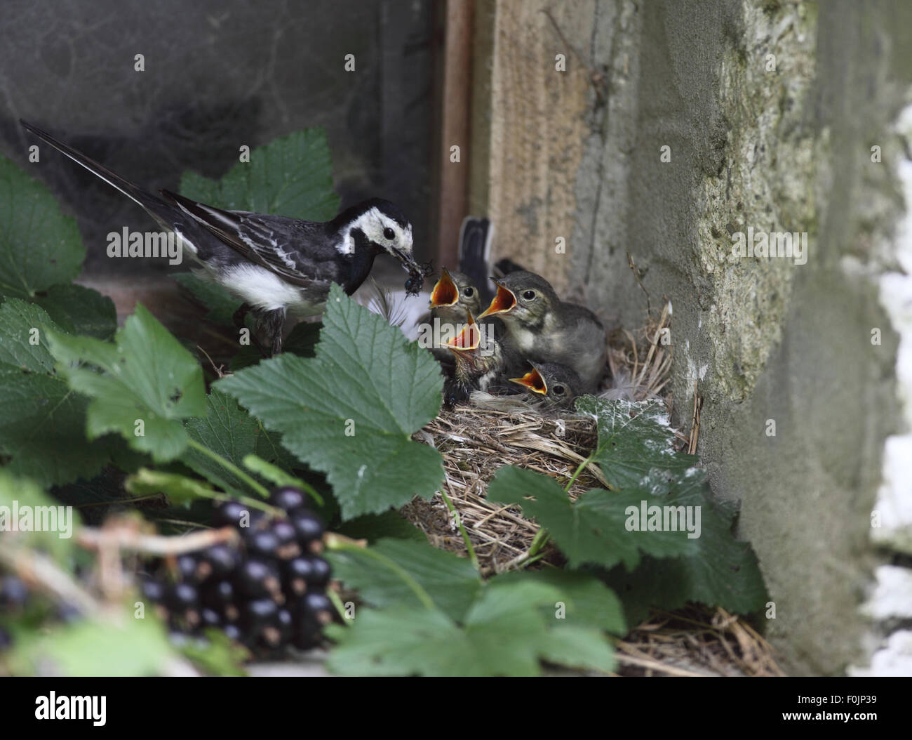 Alimentazione fledged giovani nel nido sul davanzale del granaio Foto Stock
