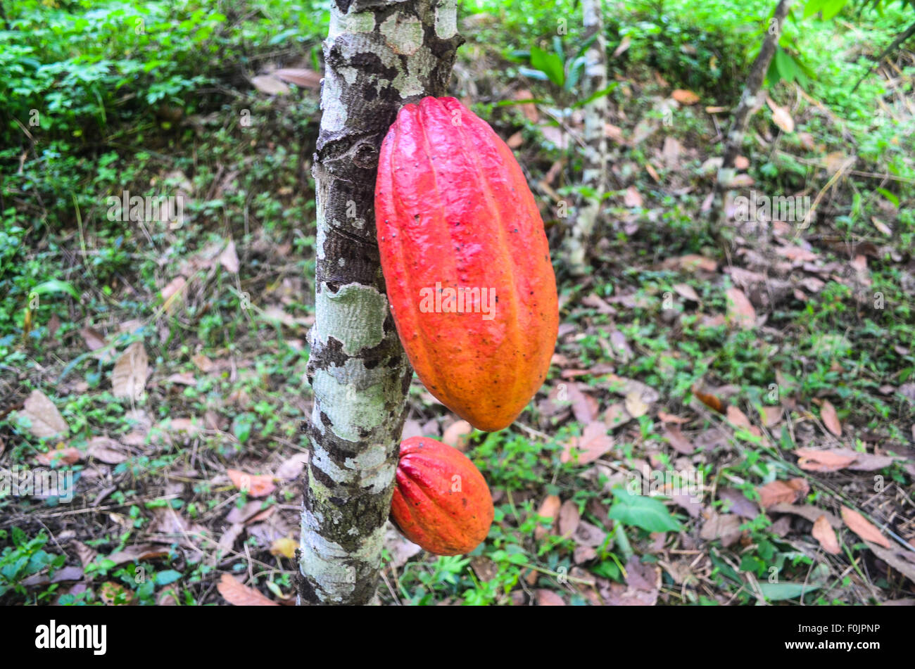 Red cacao Cialde appeso a un albero in una piantagione di cacao in Camerun Foto Stock