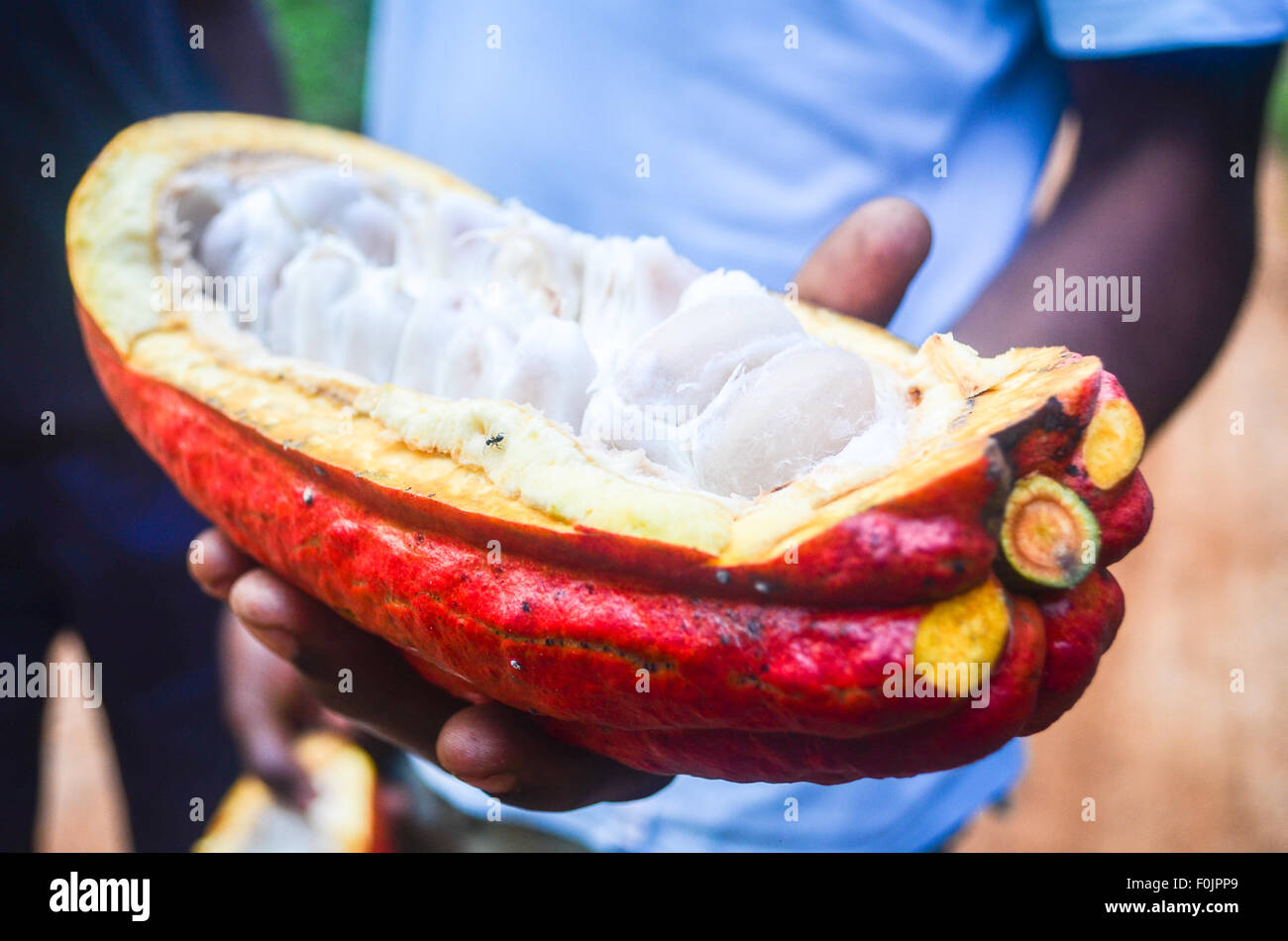 Close up di un pod di cacao in Camerun Foto Stock