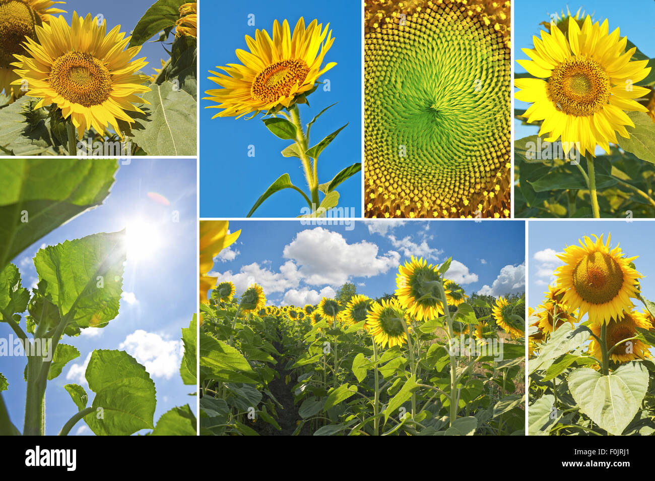 Girasoli in estate - photo collage Foto Stock